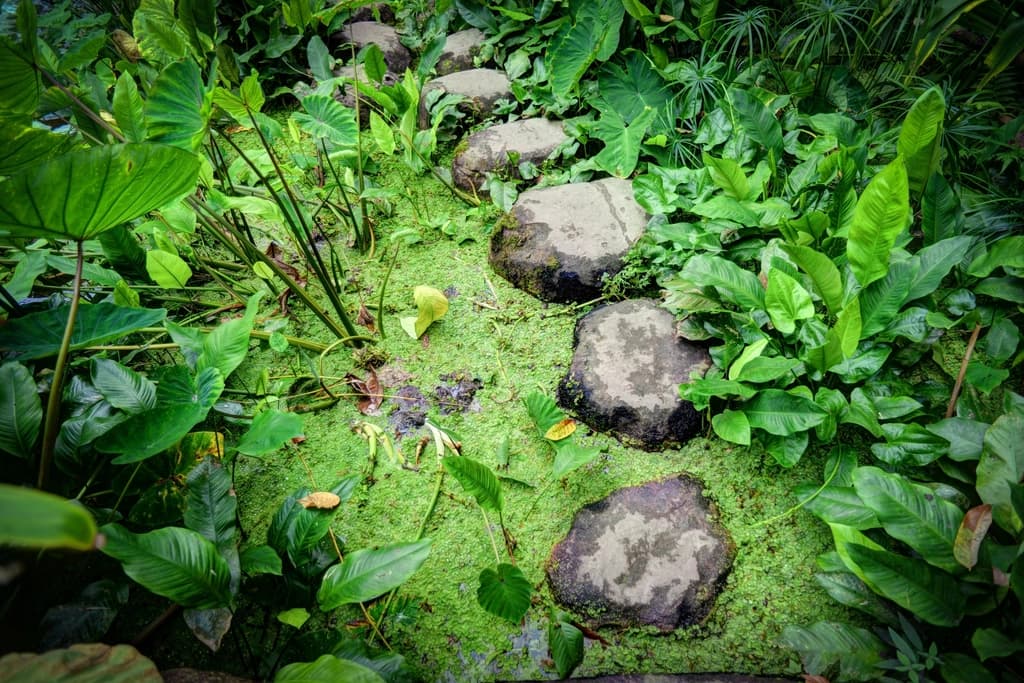 Stepping stones through dense green plants